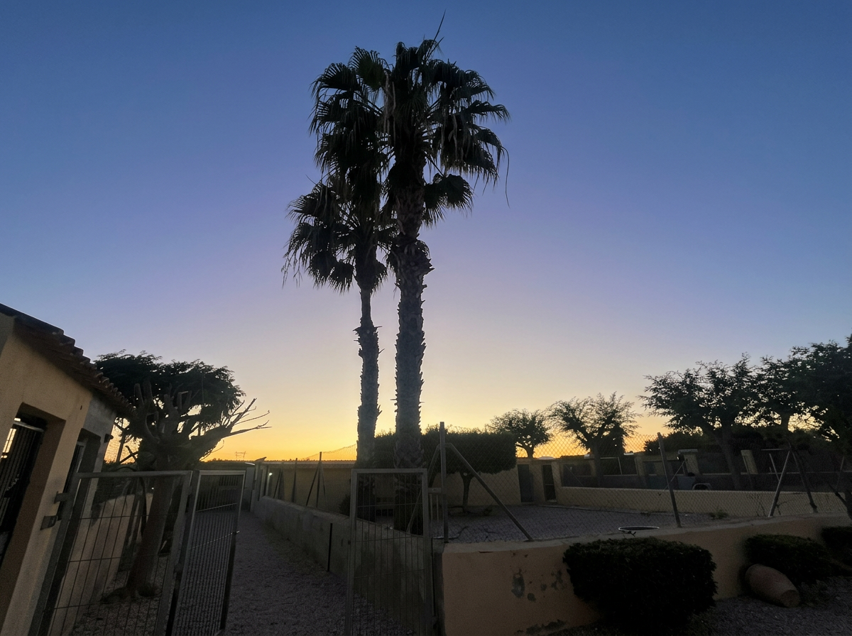 From Germany to Spain — life with our American Bullies near Alicante, Spain