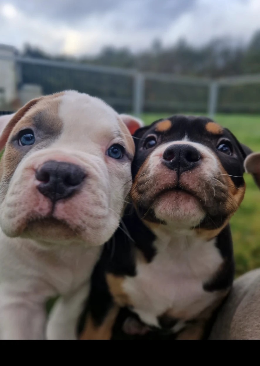 How our puppies grow up — life with our American Bullies near Alicante, Spain