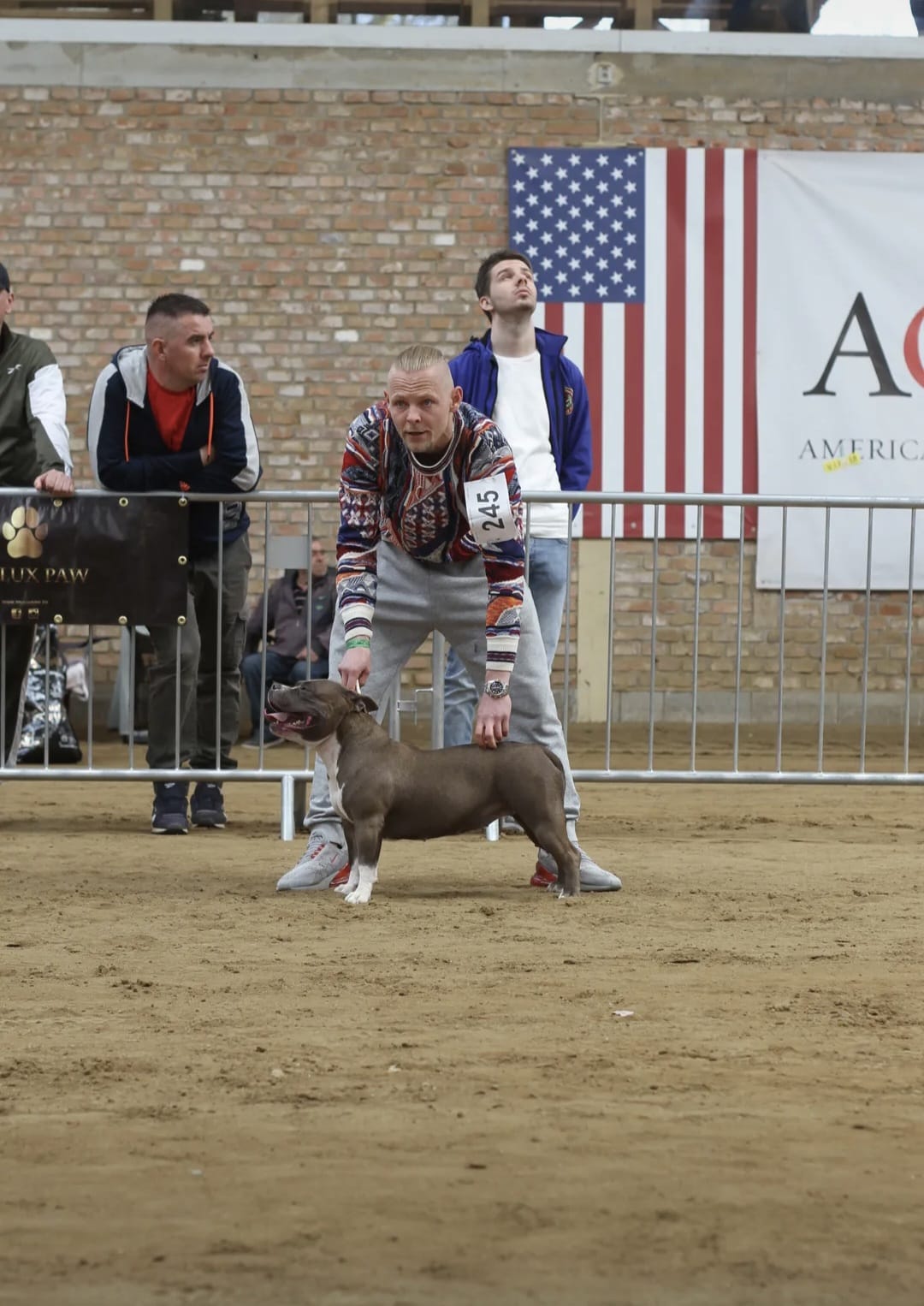 Qualified and committed — life with our American Bullies near Alicante, Spain