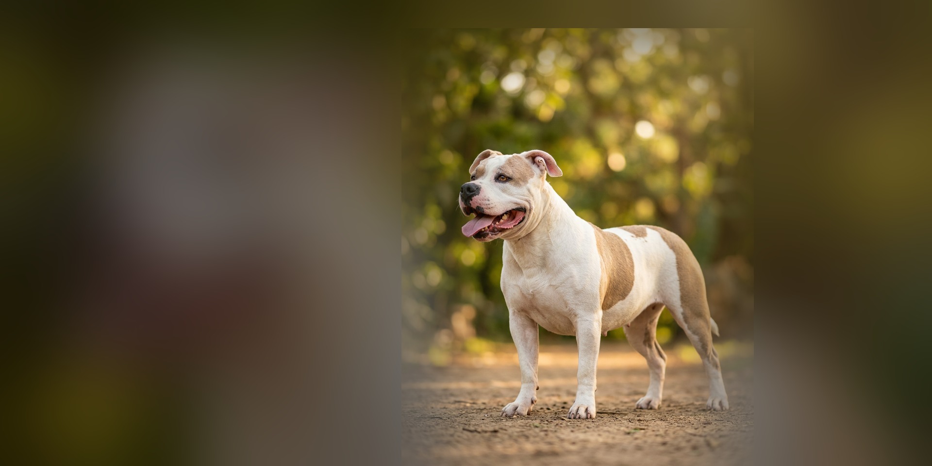 Ruby, American Bully XL of Bulldozer Kennel, standing full body