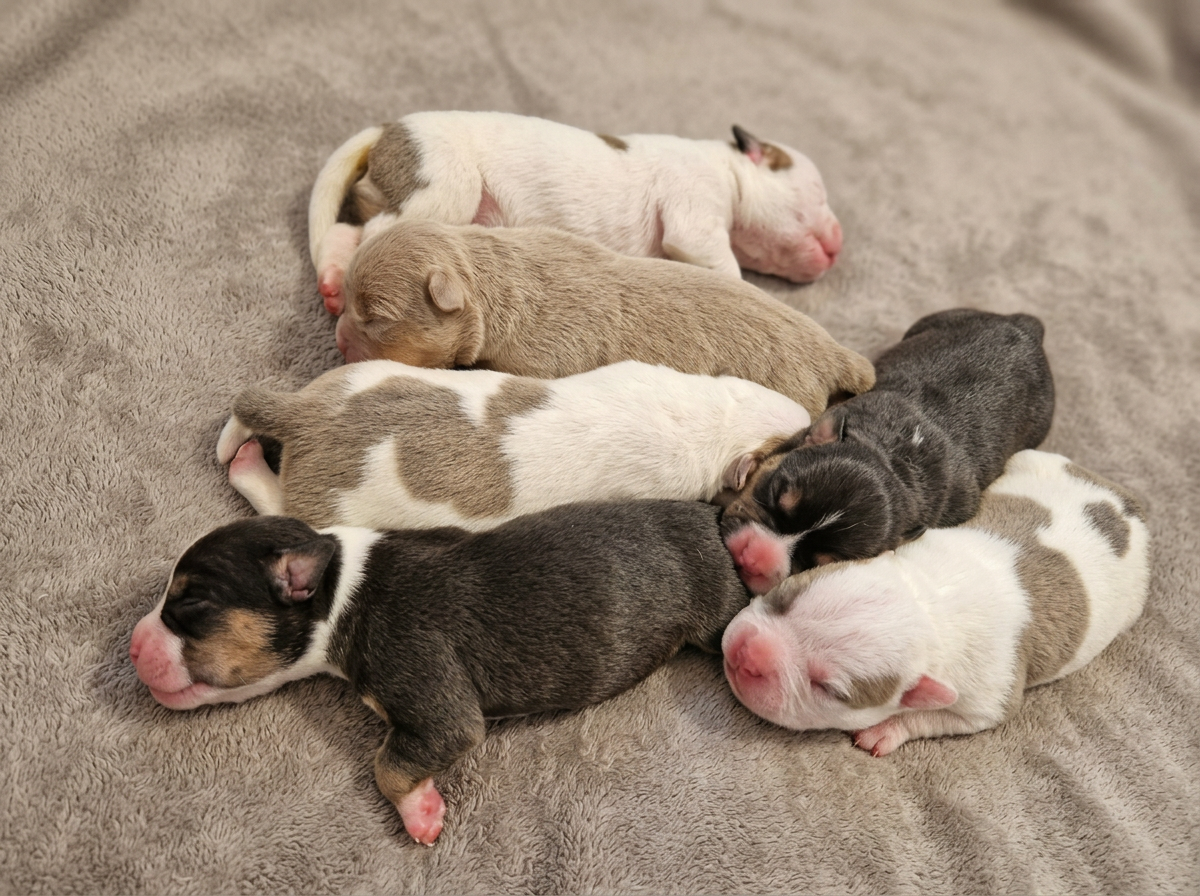 Newborn American Bully puppies from our litter resting together